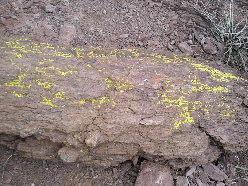 Public Golf Course «El Rio Golf Course», reviews and photos, 1400 W Speedway Blvd, Tucson, AZ 85745, USA