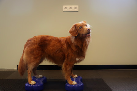 PAWS UP | Hydrotherapie | Revalidatie | Body & Balance De Heerste 7, 9961 Assenede, Belgique