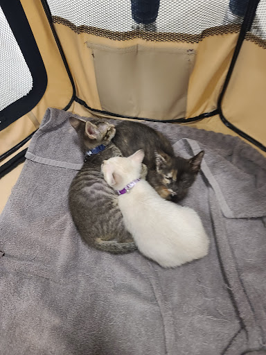 Pet Supply Store «PetSmart», reviews and photos, 33963 Doheny Park Rd, San Juan Capistrano, CA 92675, USA