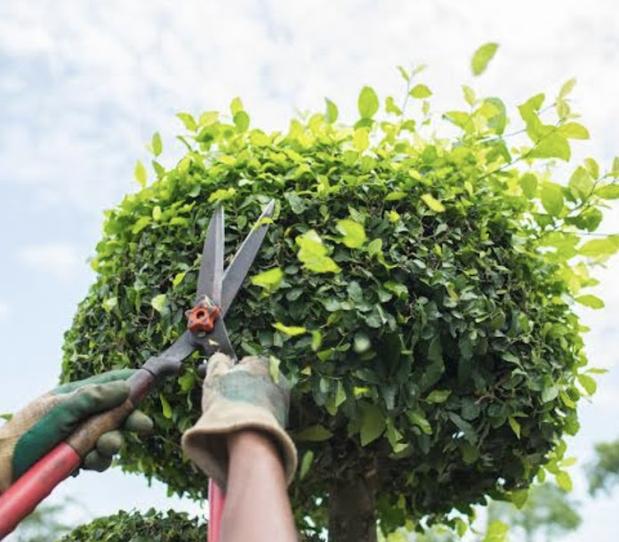 Tree Services In Merced