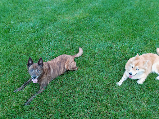 Pet Supply Store «Pet Supplies Plus», reviews and photos, 6030 S Pennsylvania Ave, Lansing, MI 48911, USA