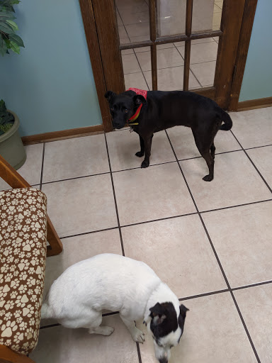 Lewis Animal Hospital image