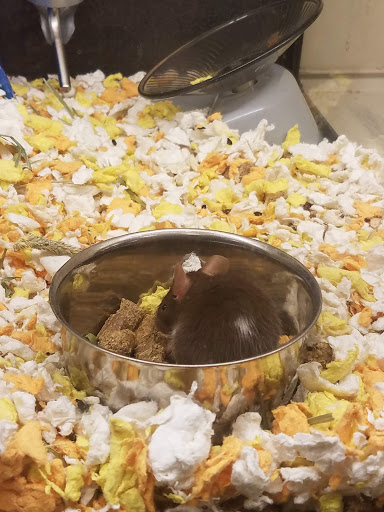 Pet Supply Store «PetSmart», reviews and photos, 1130 SE Everett Mall Way, Everett, WA 98208, USA