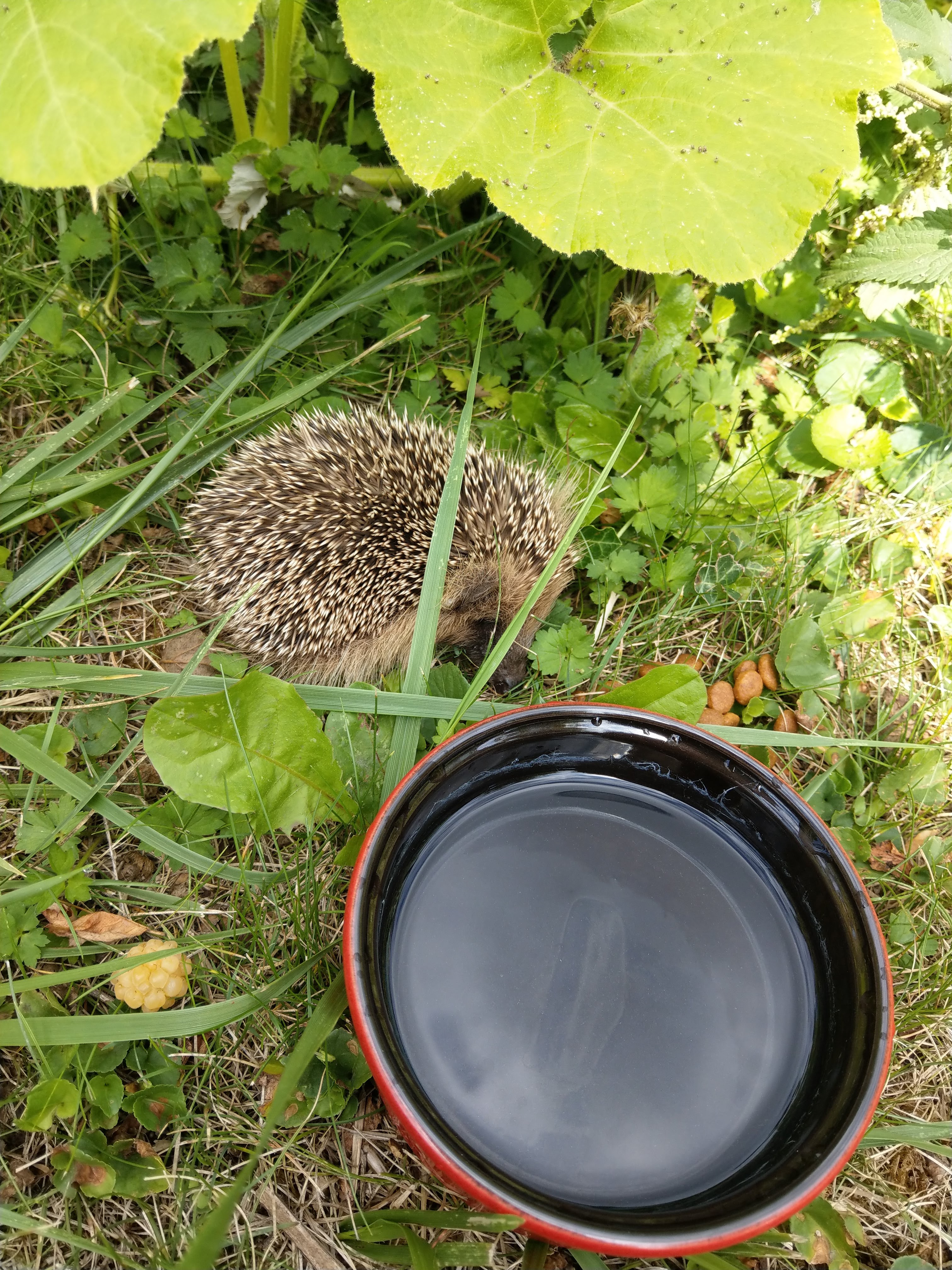 Photo n° 4 de l'avis de catboubou.� fait le 17/08/2019 à 08:57