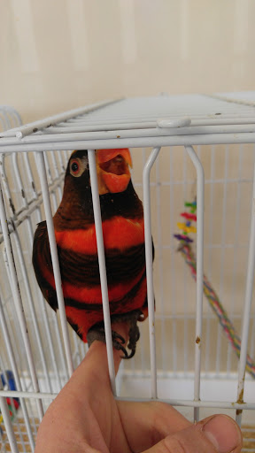 Bird Shop «BirdFarm Superstore», reviews and photos, 6360 Suncoast Parkway, Homosassa, FL 34446, USA