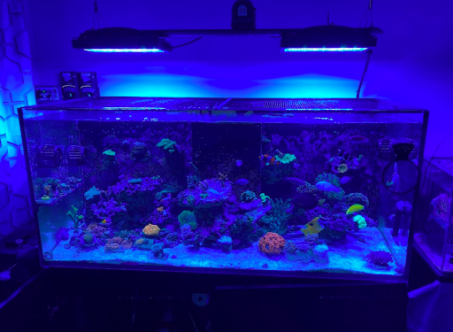 Tropical Fish Store «Manhattan Aquariums», reviews and photos, 522 W 37th St, New York, NY 10018, USA