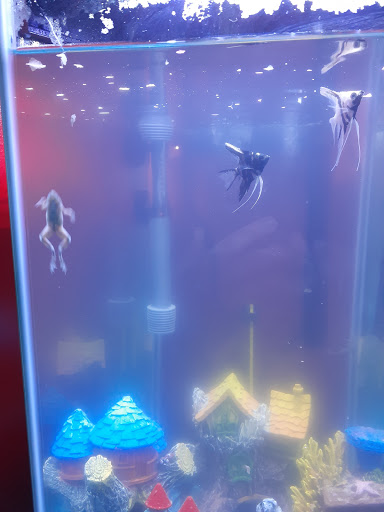 Pet Supply Store «PetSmart», reviews and photos, 157 Levittown Pkwy B, Levittown, PA 19055, USA