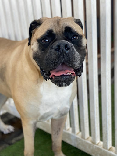 St. Marks Dog Resort image