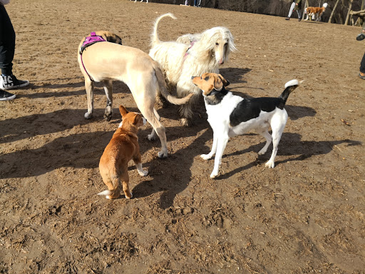 Park «Paws Place Dog Park», reviews and photos, Broadfield Rd, New Rochelle, NY 10804, USA