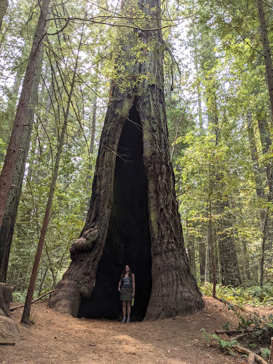 Nature Preserve «LandPaths Grove of Old Trees», reviews and photos, 17599 Fitzpatrick Ln, Occidental, CA 95465, USA
