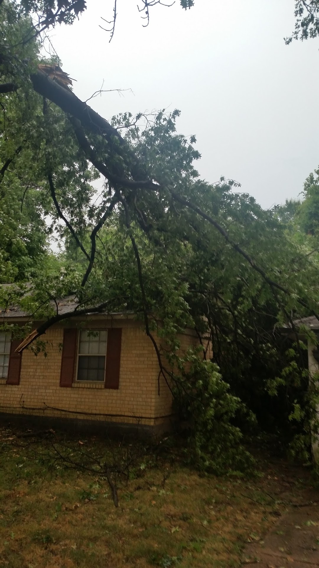 Joels tree services