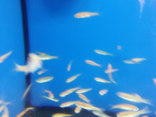 Pet Supply Store «PetSmart», reviews and photos, 104 TX-332, Lake Jackson, TX 77566, USA