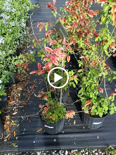 Sod Supplier «Woerner Landscape Source & Pet Supply - Pensacola», reviews and photos, 1332 Creighton Rd, Pensacola, FL 32504, USA