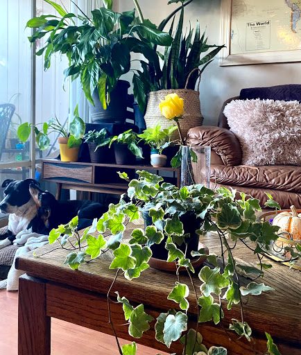 Florist «Tanglewood Flowers & Garden», reviews and photos, 5518 Dolores St, Houston, TX 77056, USA