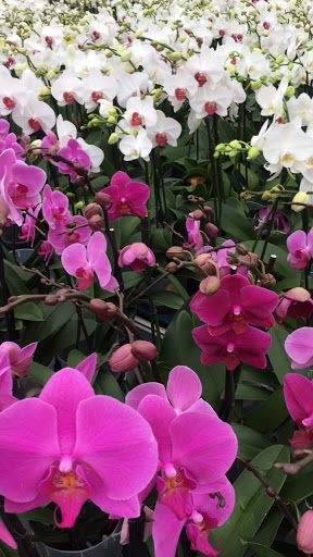 Wholesale Florist «Urban Jungle», reviews and photos, 2603 Sherman Ave NW, Washington, DC 20001, USA