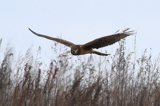Park «Croton Point Park», reviews and photos, 1 Croton Point Ave, Croton-On-Hudson, NY 10520, USA