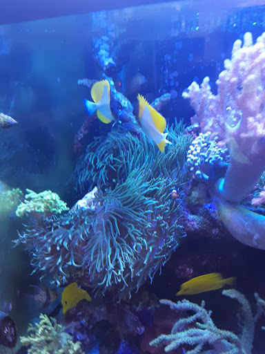 Pet Store «The Pet Zone», reviews and photos, 20 W Oak St, Pittston, PA 18640, USA