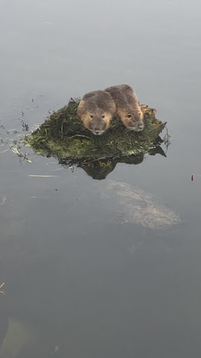 Golf Course «Riverchase Golf Course», reviews and photos, 700 Riverchase Dr, Coppell, TX 75019, USA