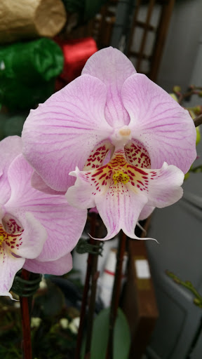 Hardware Store «Proctor Ace Hardware», reviews and photos, 5723 University Blvd W, Jacksonville, FL 32216, USA