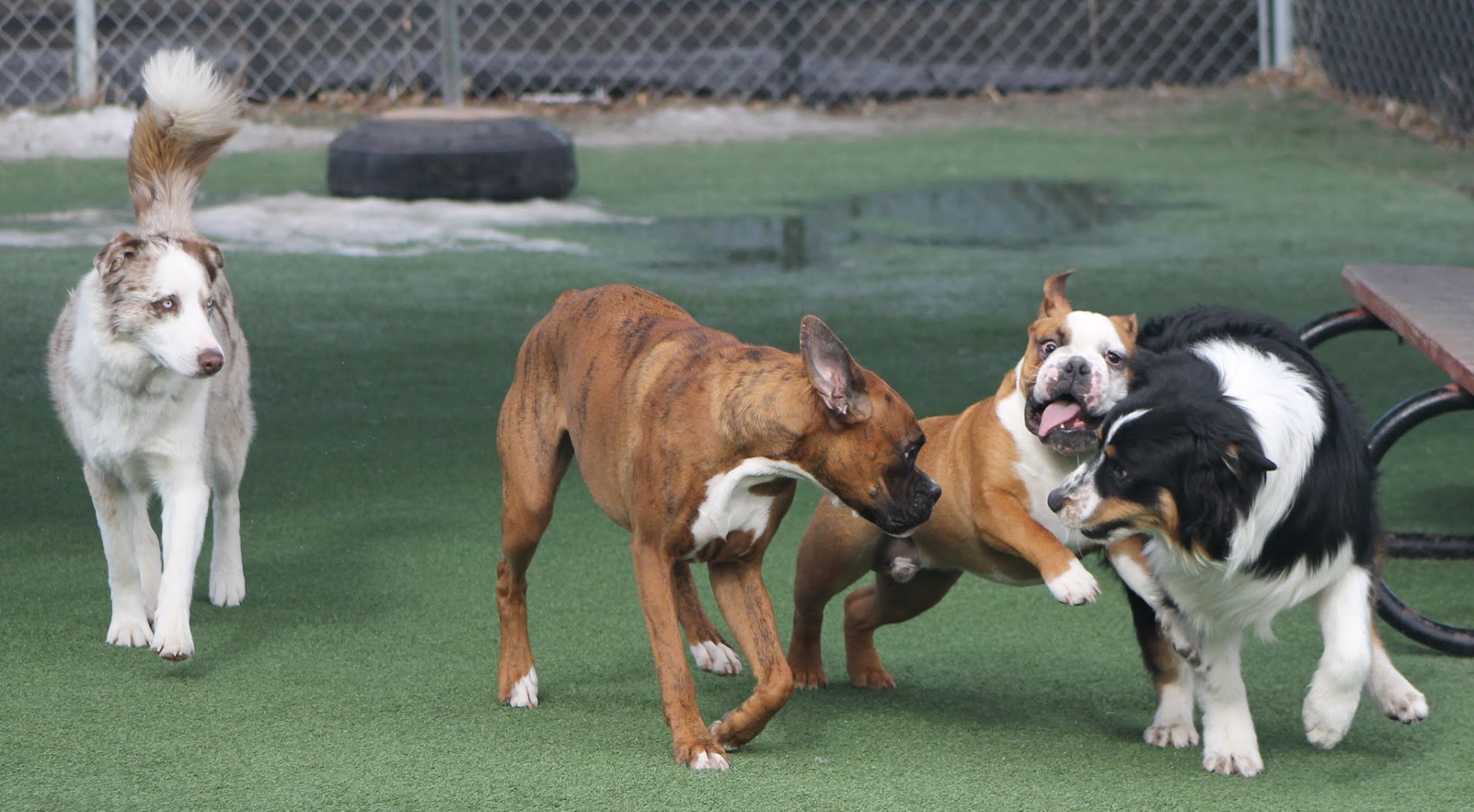 Longs Peak Animal Hospital - Boarding & Daycare