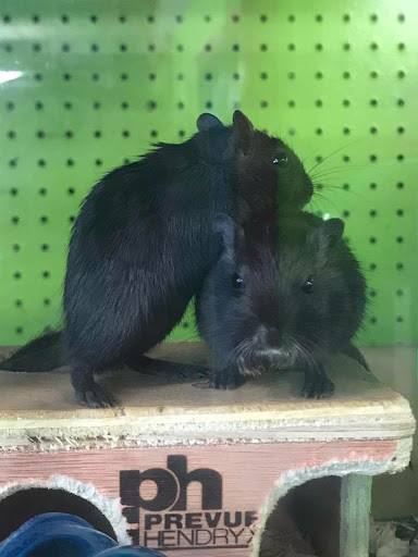 Pet Store «World Wide Pets», reviews and photos, 1307 Fayetteville Rd, Van Buren, AR 72956, USA