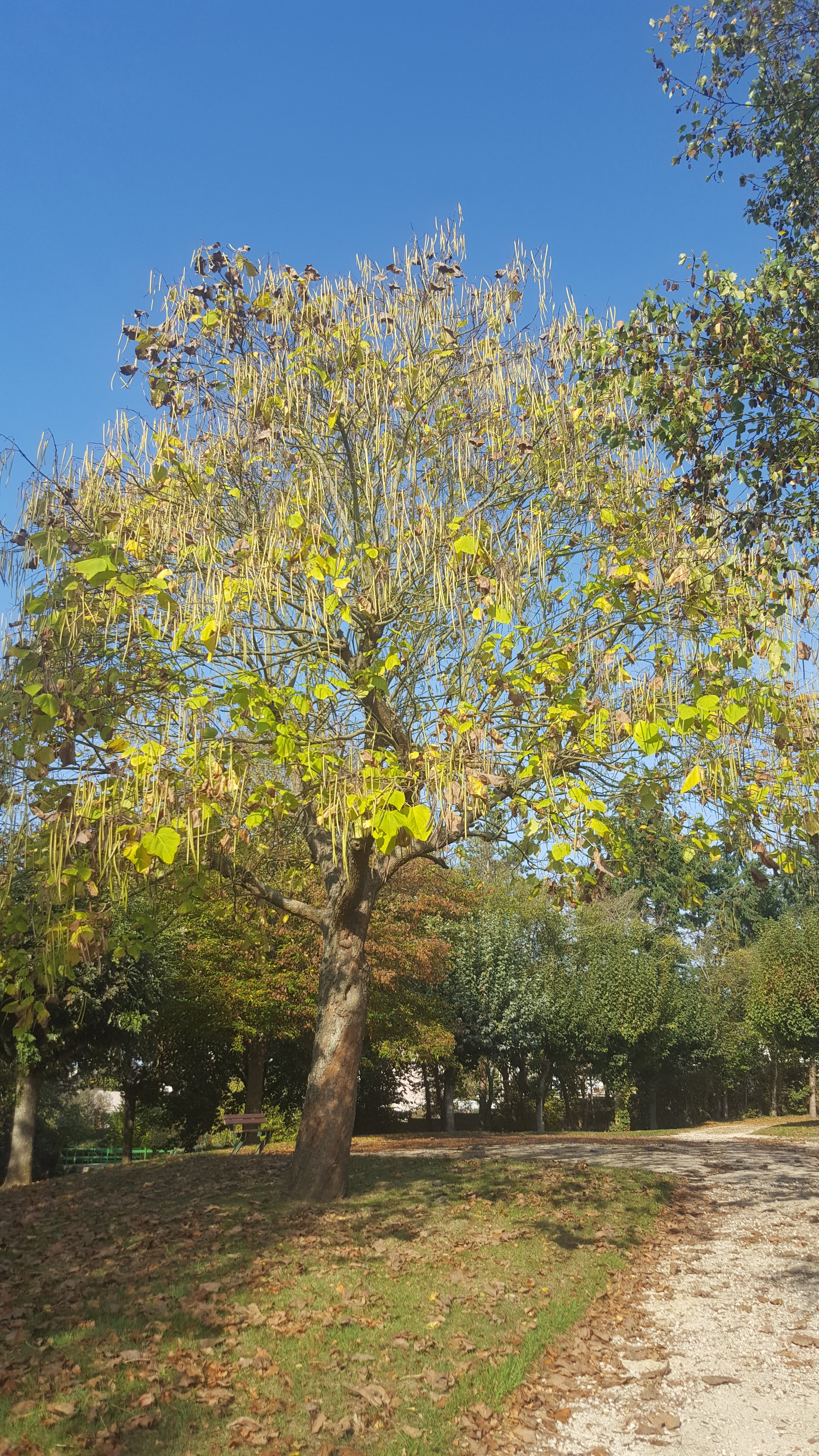 Photo n° 4 de l'avis de Cathie.a fait le 20/10/2018 à 14:57