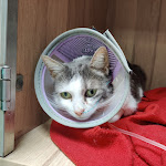 Photo n° 1 de l'avis de Clément.L fait le 20/03/2024 à 09:44 pour Centre Hospitalier Vétérinaire Atlantia à Nantes