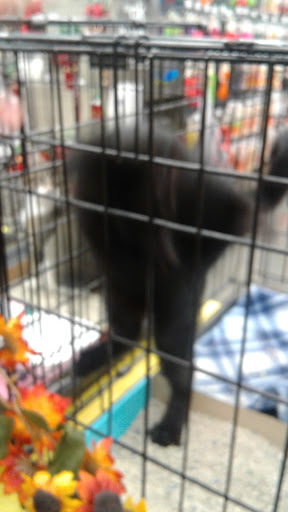 Pet Supply Store «Petco Animal Supplies», reviews and photos, 2687 Countryside Dr, Turlock, CA 95380, USA