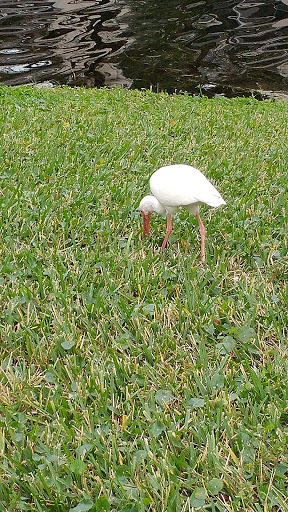 Golf Course «Wynmoor Golf Course», reviews and photos, 1310 Avenue of the Stars, Coconut Creek, FL 33066, USA