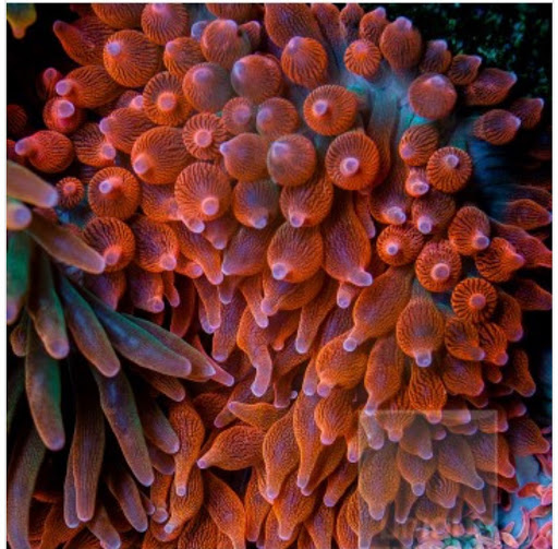 Tropical Fish Store «Manhattan Aquariums», reviews and photos, 522 W 37th St, New York, NY 10018, USA