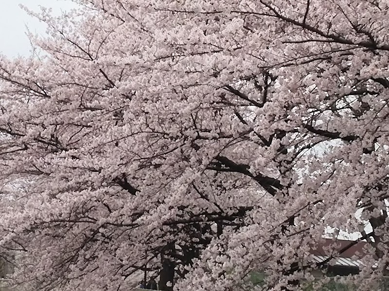 高井戸駅桜並木