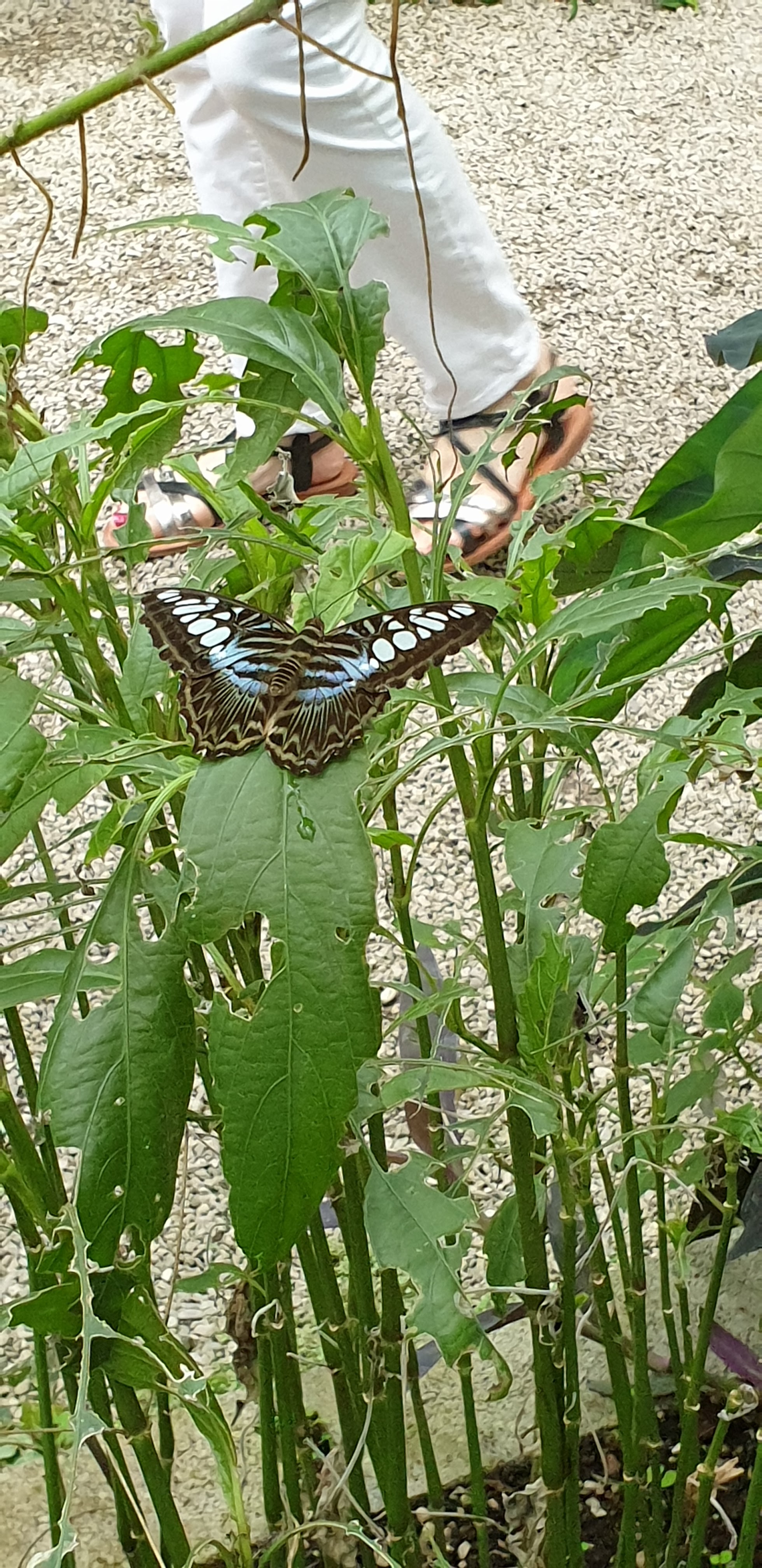 Photo n° 12 de l'avis de Severine.o fait le 30/07/2019 à 11:31
