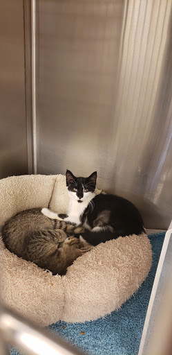 Pet Supply Store «PetSmart», reviews and photos, 8105 Moores Ln Ste 1300, Brentwood, TN 37027, USA