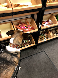 Pet People of Los Gatos Pet Supplies - Photo 3 - Car repair in Los Gatos, CA, San Jose