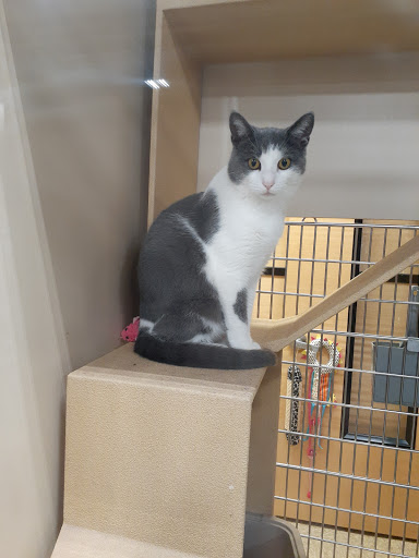 Pet Supply Store «PetSmart», reviews and photos, 1183 Berkshire Blvd, Wyomissing, PA 19610, USA