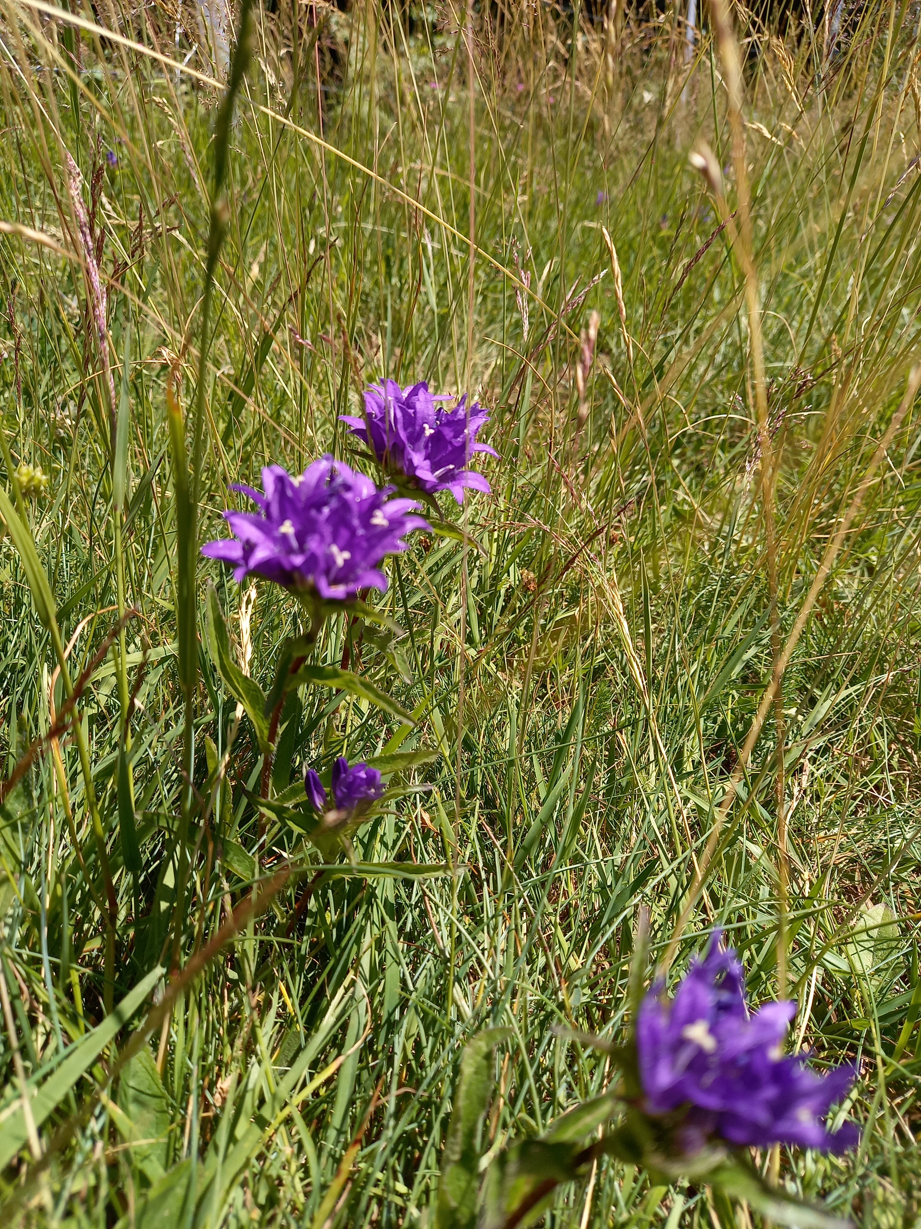 Photo n° 9 de l'avis de Jean.o fait le 02/07/2022 à 16:58