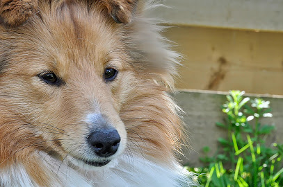 Kennel Sheltie 4 You