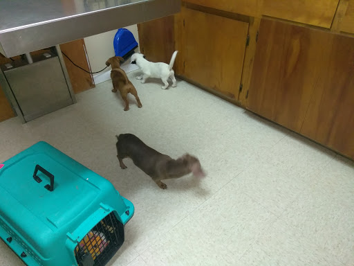 Animal Hospital «Animal Medical Corpus Christi», reviews and photos, 6822 Everhart Rd, Corpus Christi, TX 78413, USA