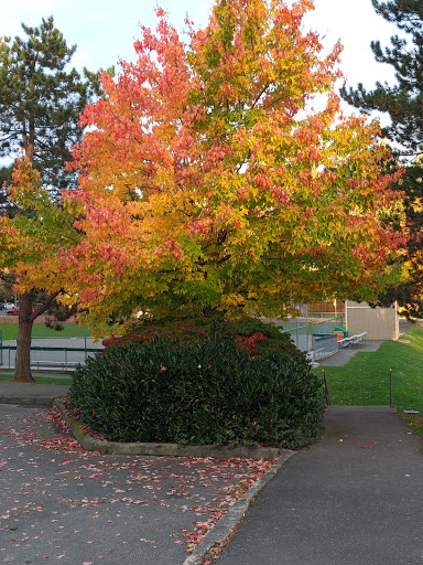 Park «132nd Square Park», reviews and photos, 13159 132nd Ave NE, Kirkland, WA 98034, USA