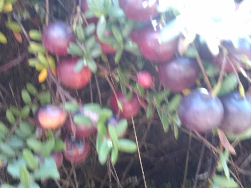 Museum «Cranberry Museum», reviews and photos, 2907 Pioneer Rd, Long Beach, WA 98631, USA