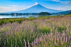 Lake Kawaguchi Lavender image