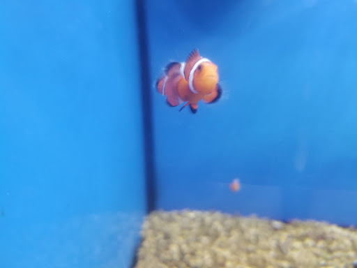 Pet Supply Store «Petco Animal Supplies», reviews and photos, 3380 124th Ave NW, Coon Rapids, MN 55433, USA