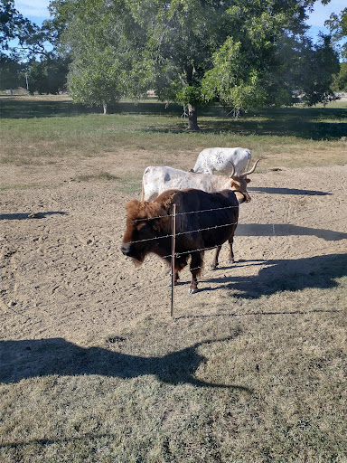 Ranch «Rio Cibolo Ranch», reviews and photos, 1101 Ulrich Rd, Marion, TX 78124, USA