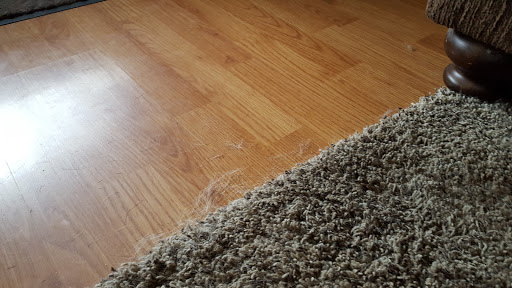 House Cleaning Service «Maid Brigade of Tampa Bay», reviews and photos, 14809 N Florida Ave, Tampa, FL 33613, USA