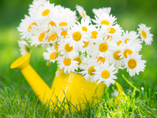 Florist «Flowers To Go», reviews and photos, 9130 Ridgetop Blvd NW, Silverdale, WA 98383, USA