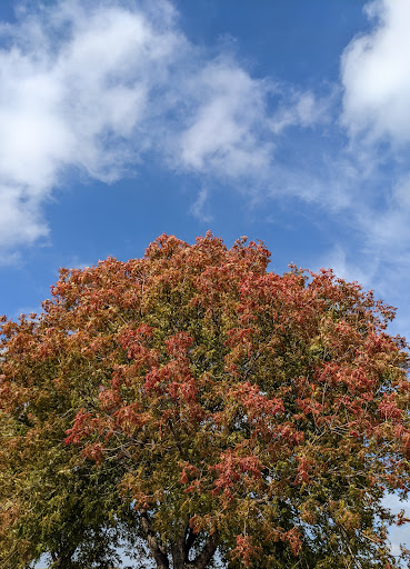 Movie Theater «AMC DINE-IN Mesquite 30», reviews and photos, 19919 Lyndon B Johnson Fwy, Mesquite, TX 75149, USA