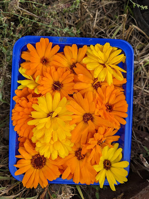 Les Vagabondes, plantes aromatiques et médicinales à Sorges et Ligueux en Périgord