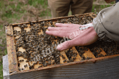 Ecole des abeilles David Giroux à Germs-sur-l'Oussouet