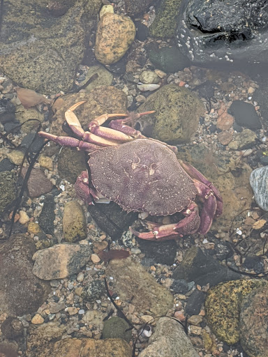 Garden «Lynch Park Rose Garden», reviews and photos, Lynch Park, Beverly, MA 01915, USA