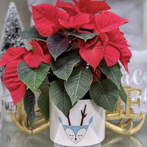 Florist «Plumeria Botanical Boutique», reviews and photos, 1364 W Michigan Ave, Battle Creek, MI 49037, USA